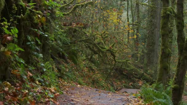 Movendo Através Uma Exuberante Bela Floresta Outono Oregon Imagens Alta — Vídeo de Stock