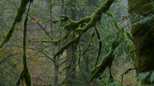 オレゴン州の緑豊かで美しい秋の森を移動します 高品質4K映像 — ストック動画