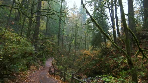 Pohybuje Svěžím Krásným Podzimním Lesem Oregonu Vysoce Kvalitní Záběry — Stock video