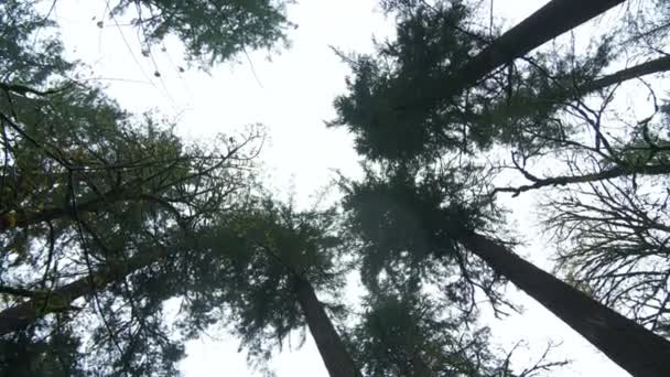 深い森の中で背の高い木を見上げ 神秘的な霧と霧の森の大気中のショット 高品質4K映像 — ストック動画