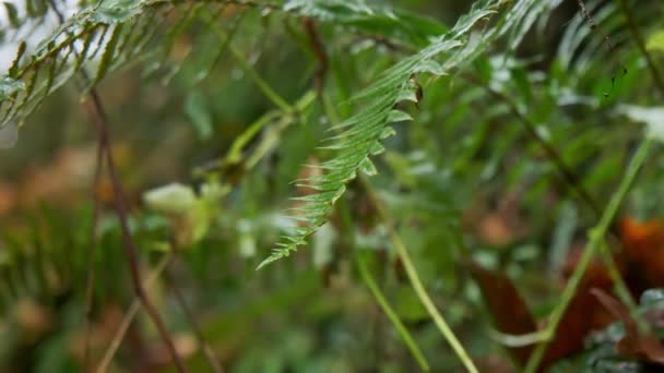 Large Green Bushes Ferns Long Pinnate Leaves Fogy Forest High — Vídeo de stock