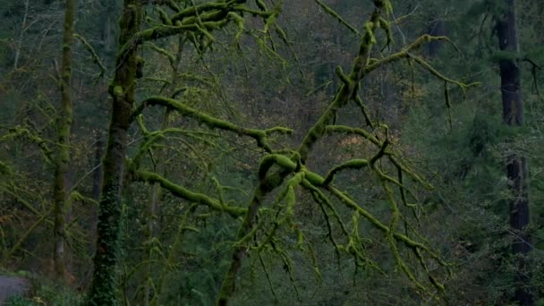 穿过俄勒冈州一片茂密美丽的秋天森林 高质量的4K镜头 — 图库视频影像