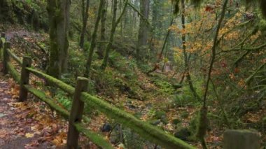 Oregon 'daki yemyeşil ve güzel bir sonbahar ormanında ilerliyoruz. Yüksek kalite 4k görüntü