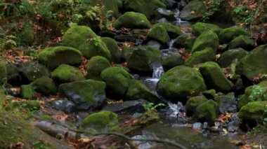 Forest in Oregon National Park, mountain waterfall. High quality 4k footage