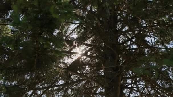 Solstrålarna Och Solen Bröt Igenom Barrskogen Genom Träden Högkvalitativ Film — Stockvideo