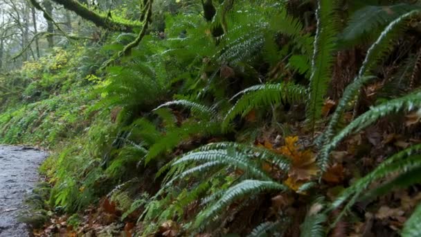 Duże Zielone Krzaki Paproci Długimi Liśćmi Pinnate Mglistym Lesie Wysokiej — Wideo stockowe