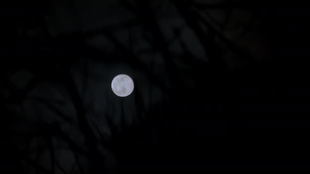 Dark Clouds Shining Full Moon Night Spooky Tree Branches High — Stockvideo