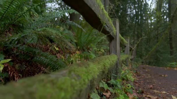 Жінка Чорному Одязі Бігає Посередині Прекрасного Лісу Орегоні Широкий Постріл — стокове відео
