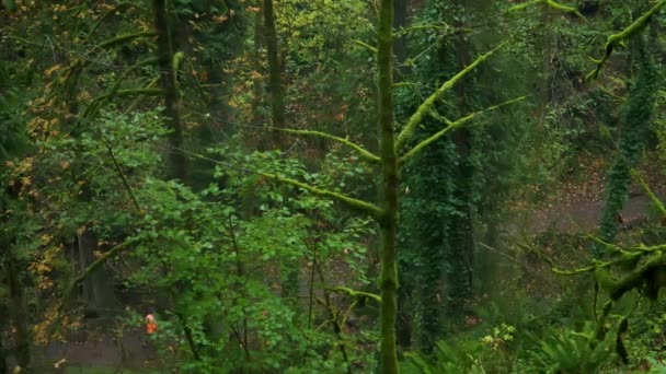 穿着黄色衣服的男人在俄勒冈州美丽的森林中央慢跑 大范围拍摄 高质量的4K镜头 — 图库视频影像