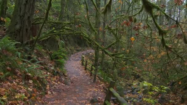 Просуваючись Через Пишний Прекрасний Осінній Ліс Орегоні Кадри Високої Якості — стокове відео