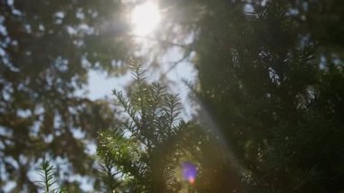 The sun rays and the sun broke through the coniferous forest through the trees. High quality 4k footage