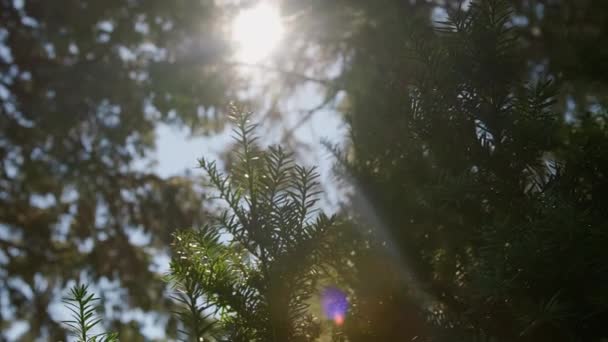 Sun Rays Sun Broke Coniferous Forest Trees High Quality Footage — Video Stock