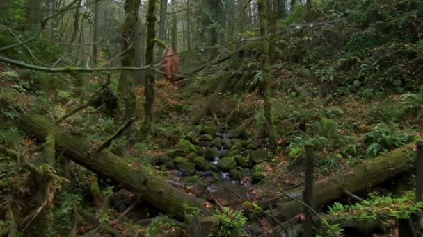 Ліс Національному Парку Орегон Гірський Водоспад Кадри Високої Якості — стокове відео