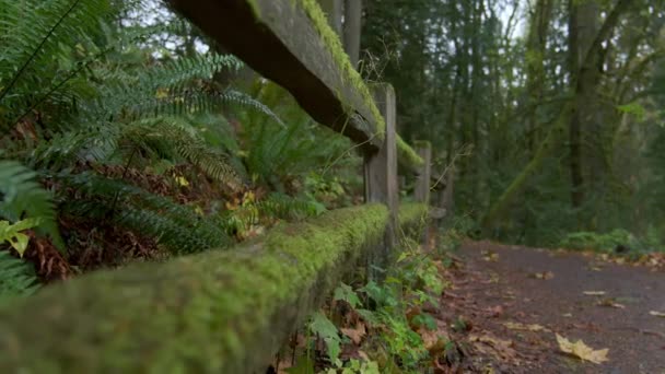 Bergerak Melalui Hutan Lebat Dan Indah Musim Gugur Oregon Rekaman — Stok Video