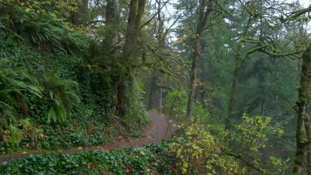 Movendo Através Uma Exuberante Bela Floresta Outono Oregon Imagens Alta — Vídeo de Stock