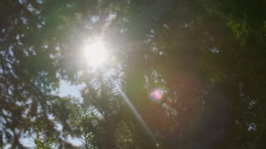 The sun rays and the sun broke through the coniferous forest through the trees. High quality 4k footage