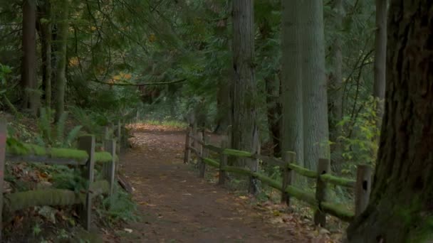 Przemierzając Bujny Piękny Jesienny Las Oregonie Wysokiej Jakości Materiał — Wideo stockowe
