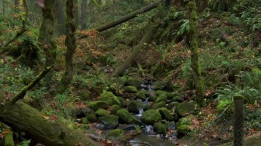 Forest in Oregon National Park, mountain waterfall. High quality 4k footage