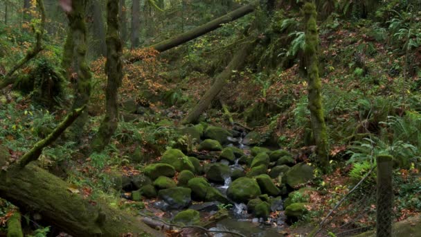 Ліс Національному Парку Орегон Гірський Водоспад Кадри Високої Якості — стокове відео