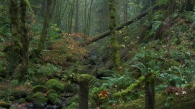 Oregon 'daki yemyeşil ve güzel bir sonbahar ormanında ilerliyoruz. Yüksek kalite 4k görüntü