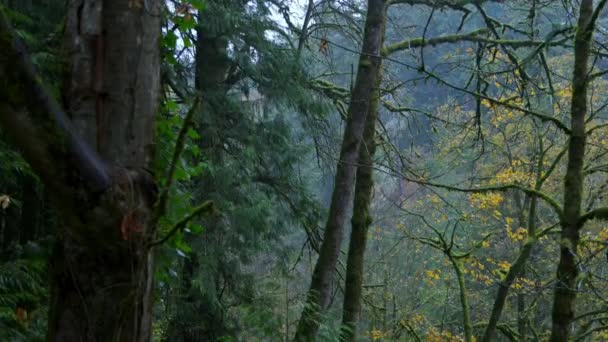 Wir Bewegen Uns Durch Einen Üppigen Und Schönen Herbstwald Oregon — Stockvideo