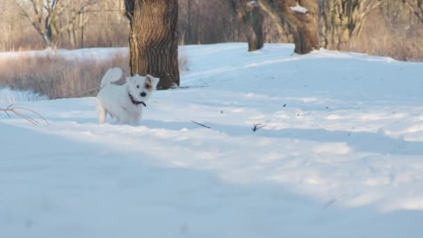 Jack Russell Terrier Köpeği Karda Oynamak Istiyor Yüksek Kalite Görüntü — Stok video