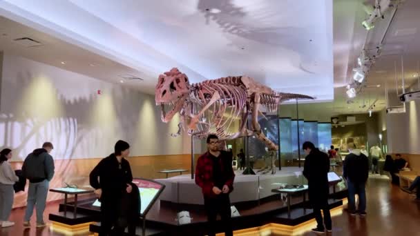 Visitor Viewing Popular Exhibition Field Museum Chicago Illinois Usa Jan — Video Stock