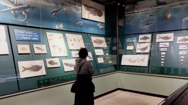 Návštěvník Při Prohlížení Populární Výstavy Field Museum Chicagu Illinois Usa — Stock video