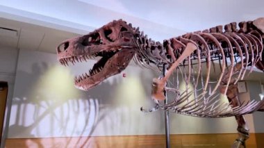 26 Ocak 2023 'te Chicago, Illinois ABD' deki Field Müzesi 'ndeki popüler serginin ziyaretçisi. Yüksek kalite 4k görüntü