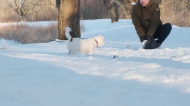 Man playing with jack russell terrier dog in snow in park. happy cheerful . High quality 4k footage