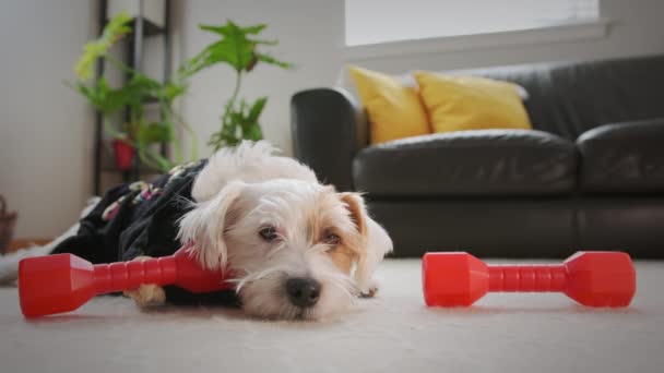 Tired Jack Russell Terrier Lies Floor Workout Dumbbells Him High — стоковое видео