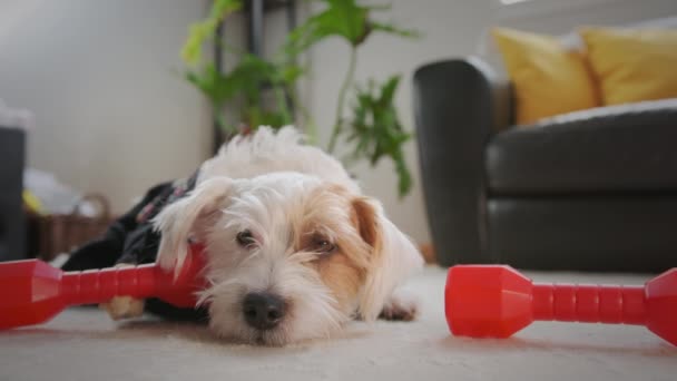 Tired Jack Russell Terrier Lies Floor Workout Dumbbells Him High — Stockvideo