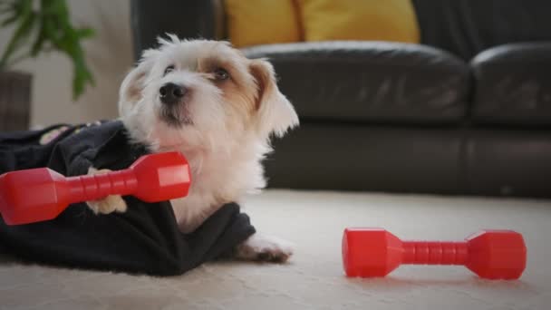滑稽可爱的杰克 鲁塞尔犬做健身 在家里锻炼 在爪子上按哑铃 做哑铃运动 是的高质量的4K镜头 — 图库视频影像