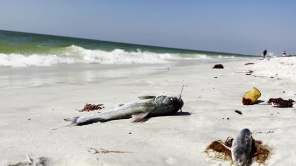 Wellen Spülen Tote Fische Die Küste Hochwertiges Filmmaterial — Stockvideo