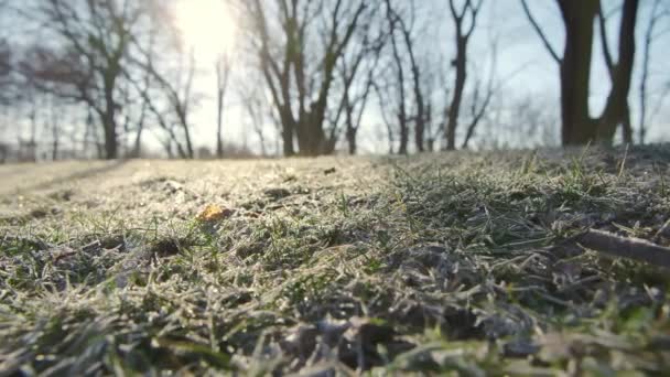 Grünes Gras Bedeckt Mit Raureif Einem Frostigen Sonnigen Morgen Park — Stockvideo