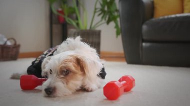A tired jack russell terrier lies on the floor after a workout, dumbbells near him. High quality 4k footage