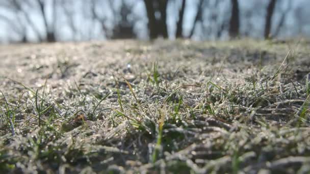 在寒冷的阳光明媚的早晨 公园里绿草被霜冻覆盖着 高质量的4K镜头 — 图库视频影像