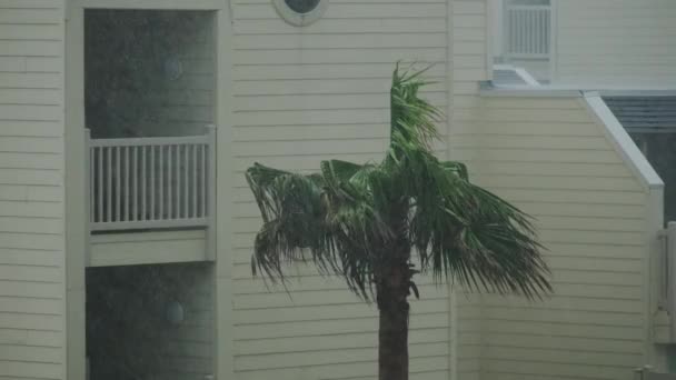Średnie Ujęcie Palm Dmuchanych Przez Wiatr Podczas Huraganu Wysokiej Jakości — Wideo stockowe