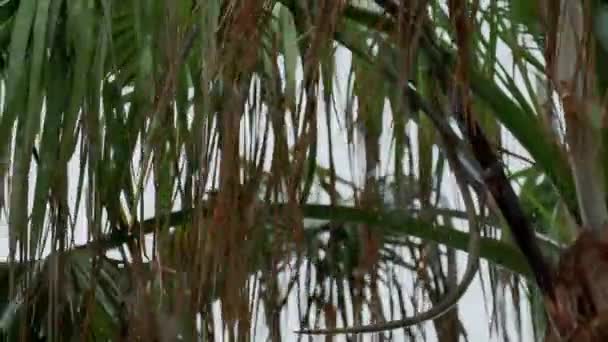 Μέτριο Πλάνο Φοινικόδεντρων Που Φυσούν Από Ανέμους Τυφώνα Υψηλής Ποιότητας — Αρχείο Βίντεο
