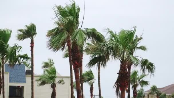Aufnahme Von Palmen Die Hurrikan Von Winden Verweht Werden Hochwertiges — Stockvideo
