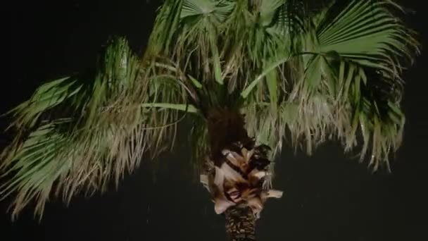 Близько Пострілу Пальмових Дерев Дме Вітерцем Шторму Або Урагану Блискавки — стокове відео