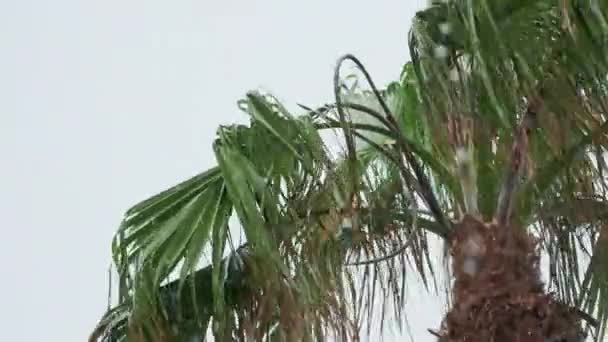 Μέτριο Πλάνο Φοινικόδεντρων Που Φυσούν Από Ανέμους Τυφώνα Υψηλής Ποιότητας — Αρχείο Βίντεο