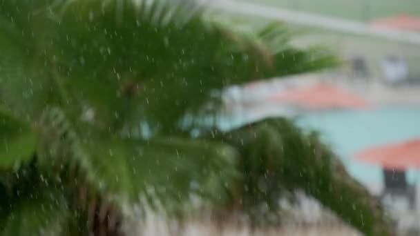 Palmen Die Hurrikan Von Winden Verweht Werden Hochwertiges Filmmaterial — Stockvideo