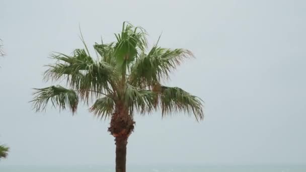 Постріл Пальмових Дерев Дме Від Вітрів Урагану Високоякісні Кадри — стокове відео