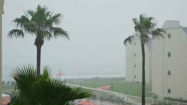 Palmiye Ağaçları Kasırgada Rüzgarla Savruluyor Yüksek Kalite Görüntü — Stok video