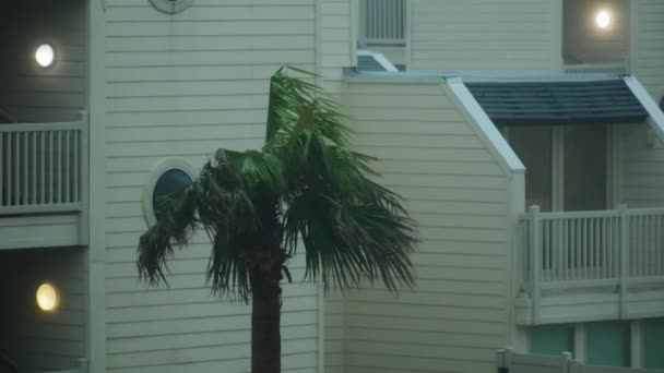 Palmiye Ağaçları Kasırgada Rüzgarla Savruluyor Yüksek Kalite Görüntü — Stok video