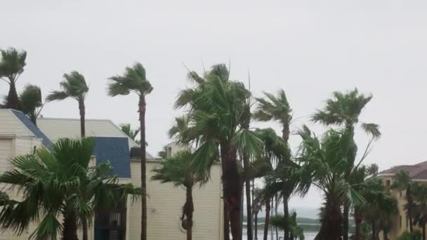 Palmen Die Hurrikan Von Winden Verweht Werden Hochwertiges Filmmaterial — Stockvideo