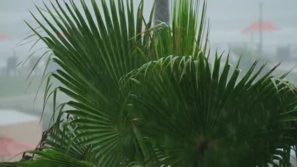 바람에 야자나무들 고품질 — 비디오