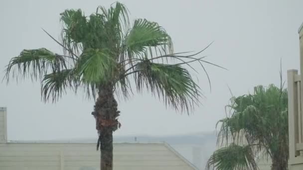 Palmiye Ağaçları Yağmurda Rüzgarla Savruluyor Ağır Çekim Yüksek Kalite Görüntü — Stok video