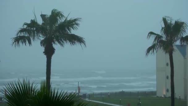 在飓风中被风刮倒的棕榈树 高质量的4K镜头 — 图库视频影像